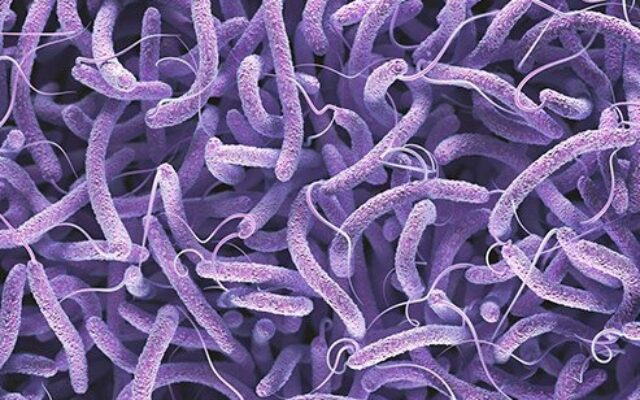 شناسایی ۶۳ مورد ابتلا به وبا از ابتدای امسال
