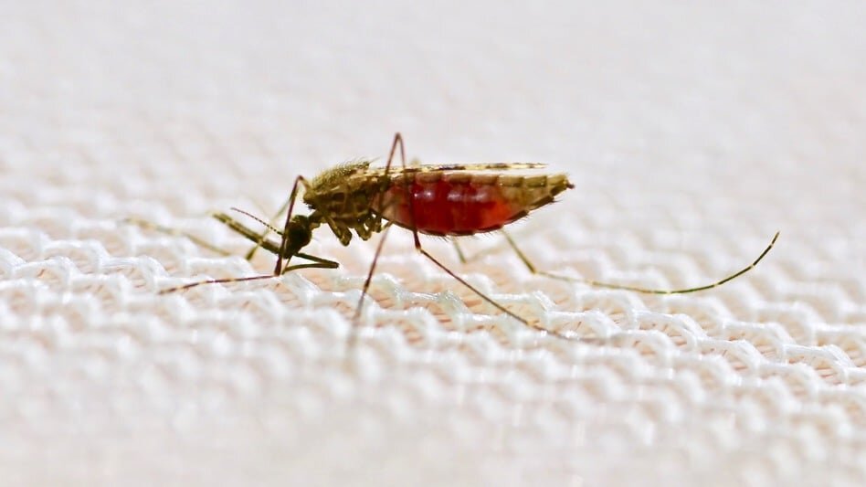 درمان مالاریا با مدل ریاضی
