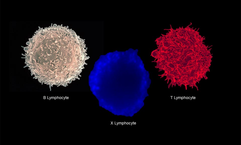 انواع سلول های سیستم ایمنی بدن: تی (T)، بی (B) و ایکس (X)