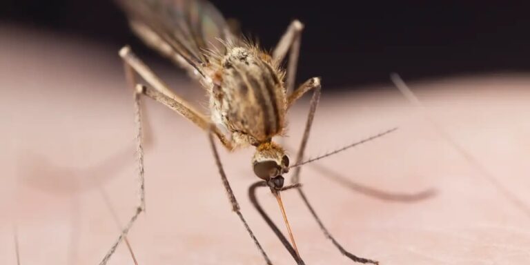 مالاریا - Malaria
