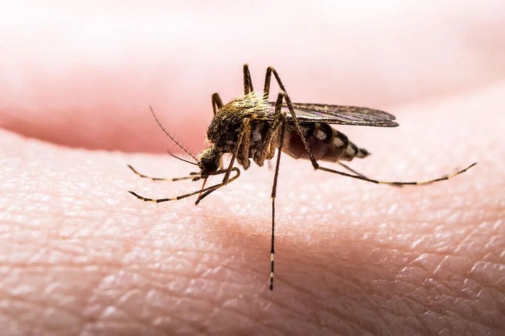 ایران در آستانه گواهی حذف بیماری مالاریا